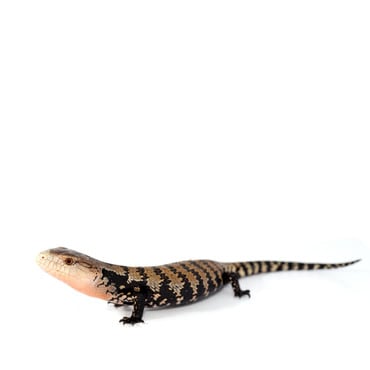 Sorong Blue-Tongue Skink